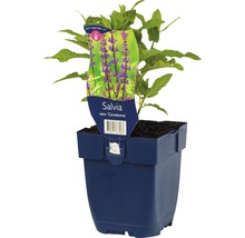 Salie Caradonna plant in pot