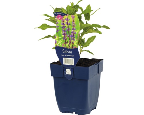 Salie Caradonna plant in pot