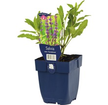 Salie ''Caradonna'' in pot