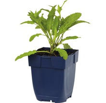 Jonge plant in pot