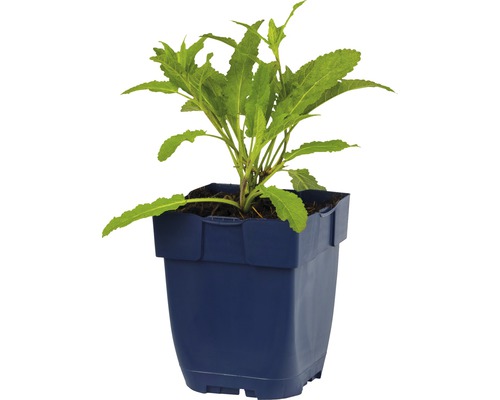 Jonge plant in pot