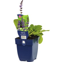 Salie in pot