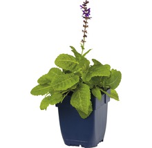Salieplant in pot