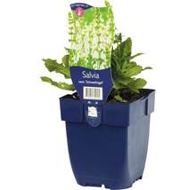 Salie ''Schneehügel'' in een pot