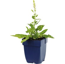 Salie plant in pot