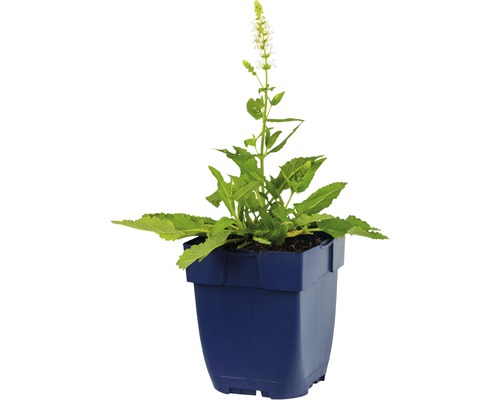 Salie plant in pot