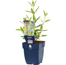 Salie in pot