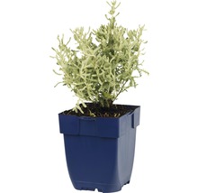 Cipres in pot
