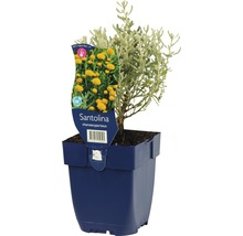 Santolina plant in blauwe pot