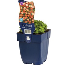Steenbreek Saxifraga A Purpurteppich in pot