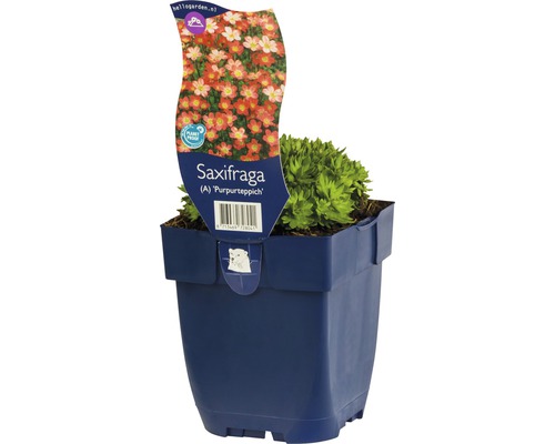 Steenbreek Saxifraga A Purpurteppich in pot