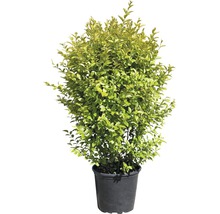 FLORASELF® Haagliguster Juniperus 'Sticta' potmaat Ø 33 cm-thumb-1