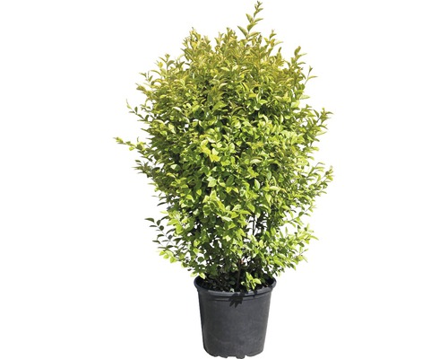 Struik in een pot