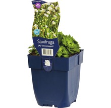 Steenbreek ''Schneeteppich'' in pot