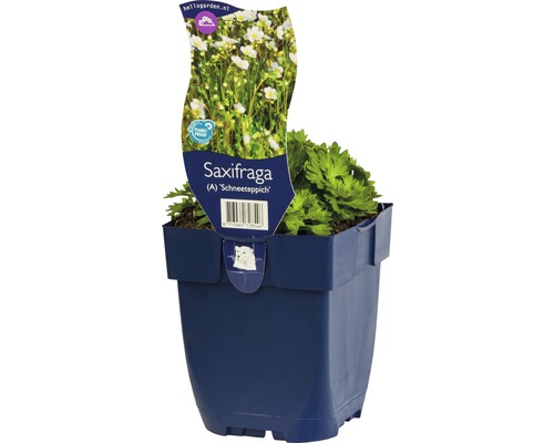 Steenbreek ''Schneeteppich'' in pot