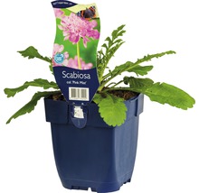 Scabiosa ''Pink Mist'' in pot
