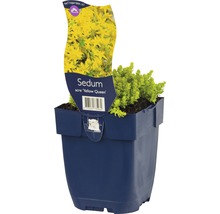 FLORASELF Muurpeper Sedum acre Ø 11 cm