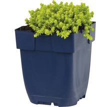 FLORASELF Muurpeper Sedum acre Ø 11 cm