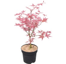 FLORASELF Japanse esdoorn Acer palmatum 'Beni-Maiko' potmaat Ø 21.0 cm H 40-60 cm