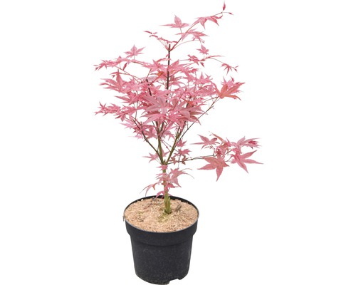 Japanse esdoorn in pot