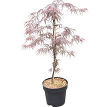 Japanse esdoorn in pot