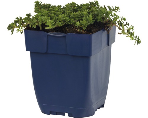 Vetkruid in blauwe plantenpot