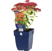 FLORASELF Hemelsleutel Sedum telephium Ø 11 cm