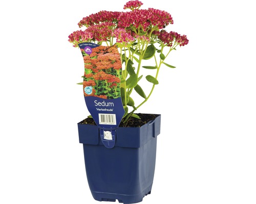 Sedum ''Herbstfreude'' in pot