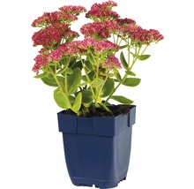 FLORASELF Hemelsleutel Sedum telephium Ø 11 cm