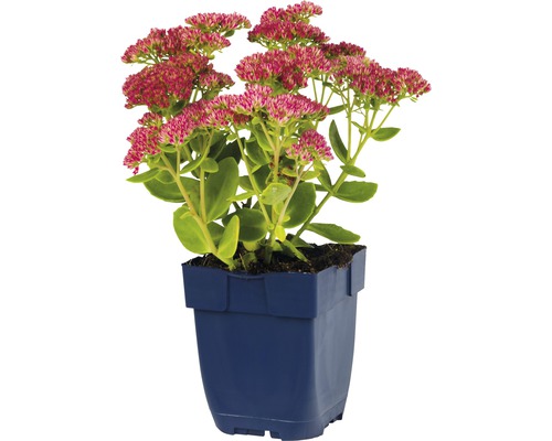 Sedum in pot