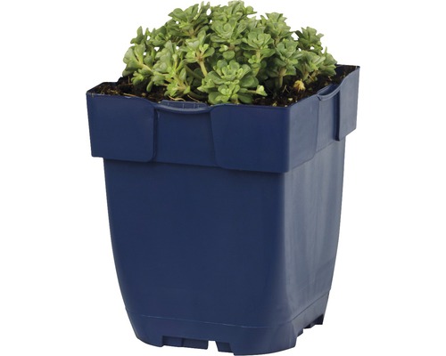 Vetkruid Sedum in pot