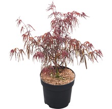 Japanse esdoorn in pot