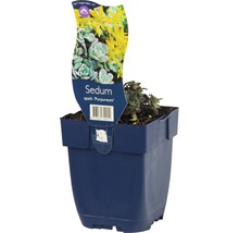 Sedum ''Purpureum'' in pot