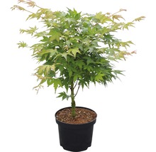 FLORASELF Japanse esdoorn Acer palmatum 'Sangokaku' potmaat Ø 21.0 cm H 40-60 cm