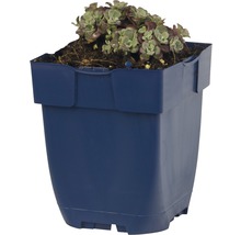 Huislook in een blauwe kunststof pot