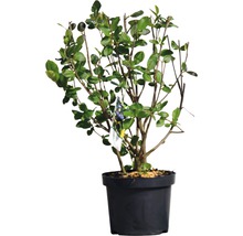 Japanse sierkers in pot