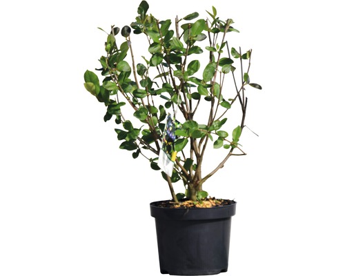 Japanse sierkers in pot