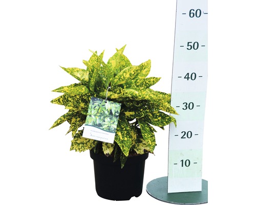 Codieum kamerplant in zwarte pot met meetschaal