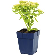 Vetkruid in pot