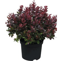 Berberis in pot