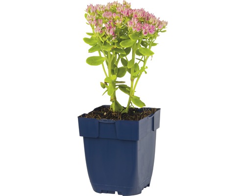 Vetkruid in pot met roze bloemen en groene bladeren