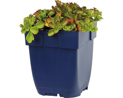 Vetkruid in plantenbak