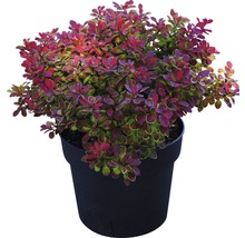 Berberis in pot