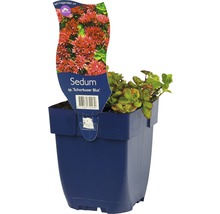 Sedum in pot