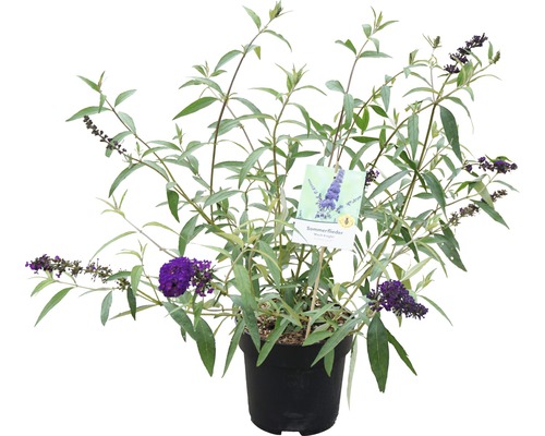 Vlinderstruik in pot met paarse bloemen en groene bladeren