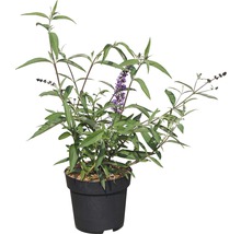 FLORASELF Vlinderstruik Buddleja davidii 'Empire Blue' potmaat Ø 21,0 cm H 60-80 cm