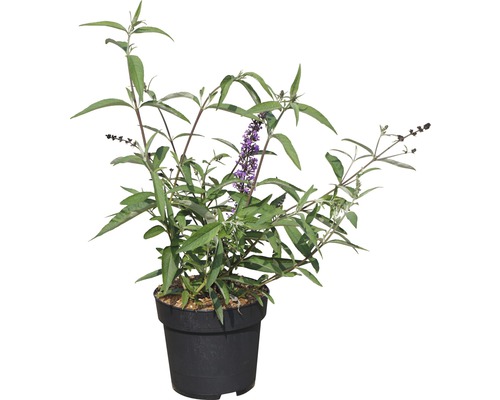 Vlinderstruik in een pot