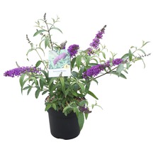 Vlinderstruik in pot