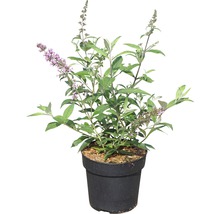 FLORASELF Vlinderstruik Buddleja davidii 'Pink Delight' potmaat Ø 21,0 cm H 60-80 cm
