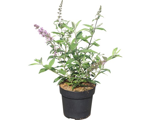 Vlinderstruik in pot